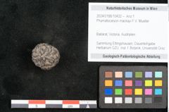 Foto (Objekt + Etikett) von Phymatocaryon mackayi F.V. Mueller (NHMW-GEO-2024-0188-10432)